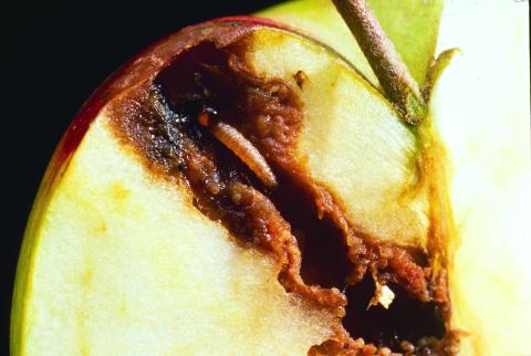 Защита сада от вредителей в летний период: проблемы высоких температур и инновационные решения Защита сада от вредителей в летний период: проблемы высоких температур и инновационные решения