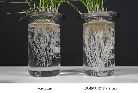 Сравнение корневой системы при контроле и обработке ВАЙБРАНС® Интеграл Сравнение корневой системы при контроле и обработке ВАЙБРАНС® Интеграл