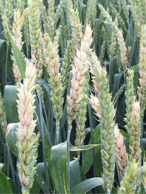 Фузариоз колоса Фузариоз колоса