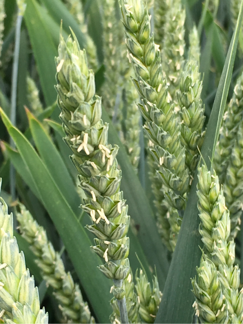 Фаза начала цветения пшеницы Фаза начала цветения пшеницы