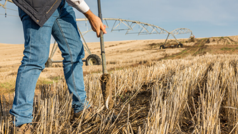 Многообразие почвенного состава Многообразие почвенного состава