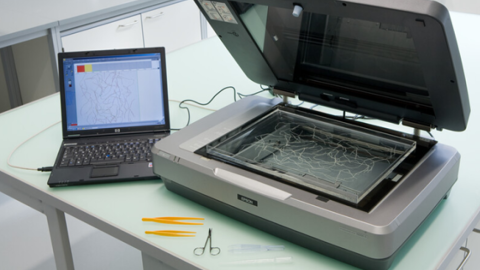 Выявлено, что ВАЙБРАНС® Интеграл значительно влияет на укореняемость проростков пшеницы Выявлено, что ВАЙБРАНС® Интеграл значительно влияет на укореняемость проростков пшеницы