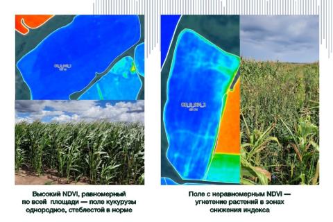 Сравнение полей с разным NDVI Сравнение полей с разным NDVI