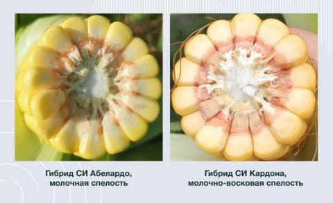 Сравнение кукурузы на разных фазах растения Сравнение кукурузы на разных фазах растения
