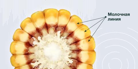 Молочная линия у кукурузы Молочная линия у кукурузы