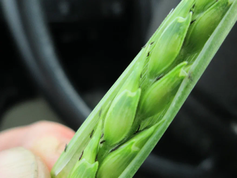 syngenta1.png syngenta1.png