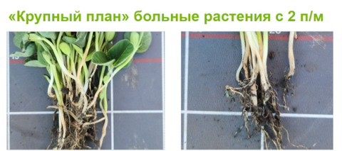 Бескомпромиссная защита семян сои