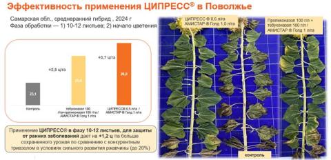 Эффективность применения ЦИПРЕСС в Поволжье Эффективность применения ЦИПРЕСС в Поволжье
