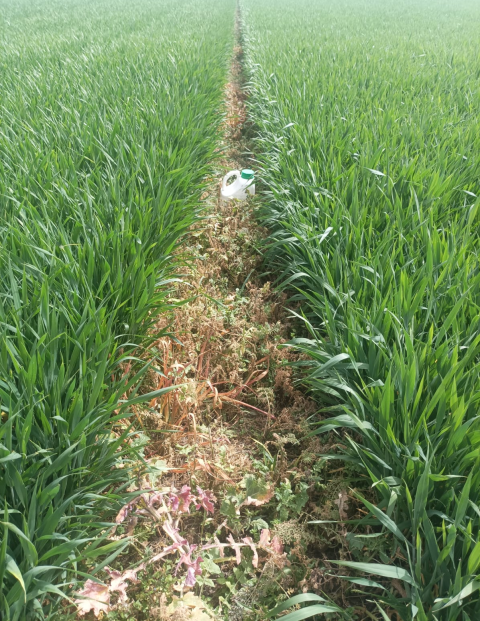 Эффективность гербицида АКСИАЛ® Кросс 1,0 л/га против овсюга, дескурейнии Софии и падалицы рапса. 20 ДПО, Республика Кабардино-Балкария, 2024 г.