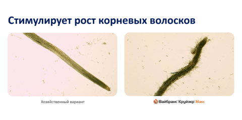 Стимулирует рост корневых волосков Стимулирует рост корневых волосков
