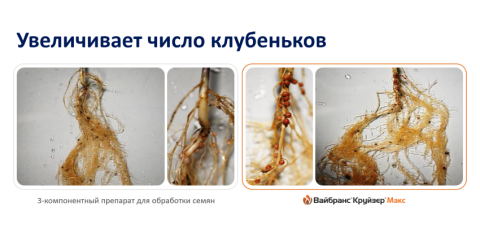 Увеличивает число клубеньков Увеличивает число клубеньков