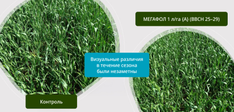 Сравнение контроля и МЕГАФОЛ Сравнение контроля и МЕГАФОЛ