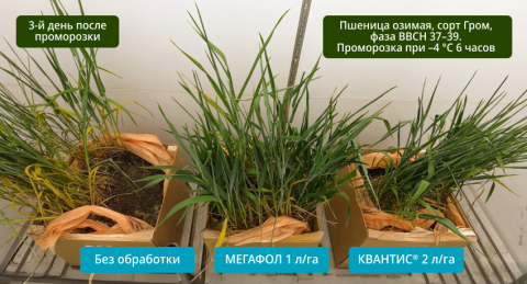 Сравнение биопродуктов и без контроля Сравнение биопродуктов и без контроля