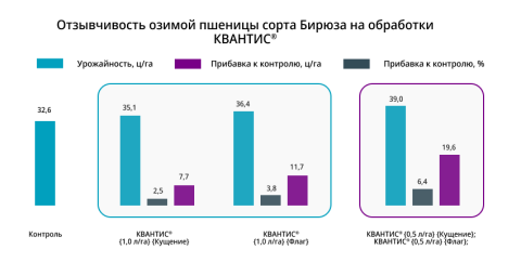 Отзывчивость ощимой пшеницы на обработки КВАНТИС Отзывчивость ощимой пшеницы на обработки КВАНТИС