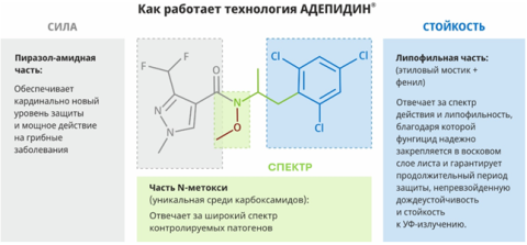 МИРАВИС® — новый стандарт в защите картофеля от альтернариоза