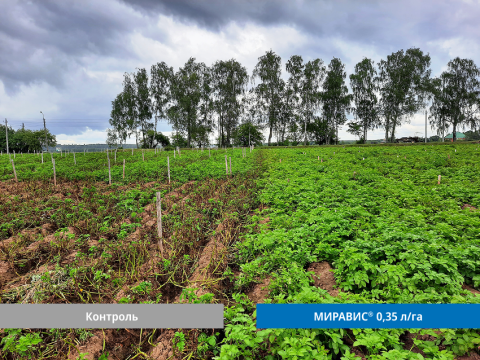 МИРАВИС® — новый стандарт в защите картофеля от альтернариоза