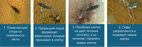 МИРАВИС® — новый стандарт в защите картофеля от альтернариоза