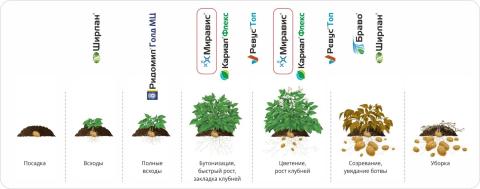 МИРАВИС® — новый стандарт в защите картофеля от альтернариоза