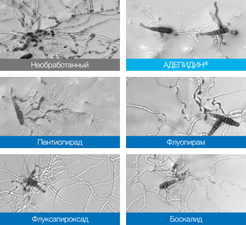 МИРАВИС® — новый стандарт в защите картофеля от альтернариоза