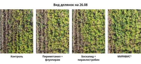МИРАВИС® — новый стандарт в защите картофеля от альтернариоза