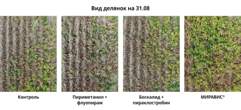 МИРАВИС® — новый стандарт в защите картофеля от альтернариоза