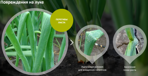 повреждения на луке повреждения на луке