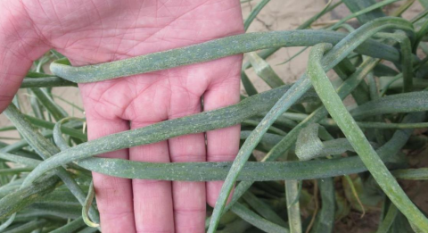 повреждения на луке повреждения на луке