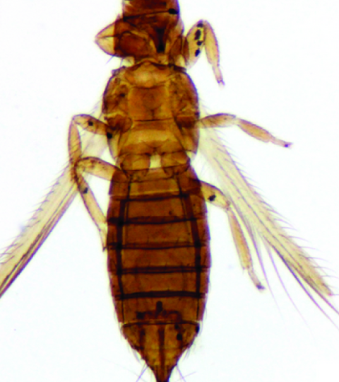 Табачный трипс: фото самки Табачный трипс: фото самки