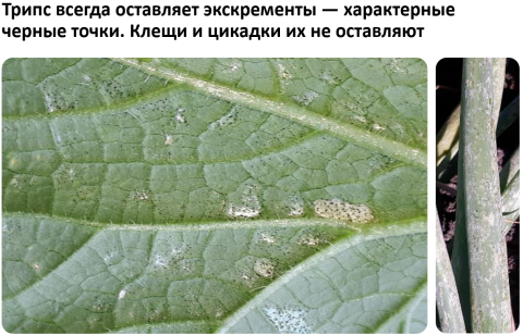 трипс - чёрные точки (жидкие экскременты) Трипс всегда оставляет характерные чёрные точки