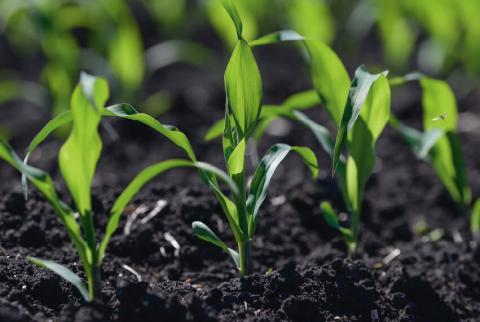 На какую глубину заделывать семена На какую глубину заделывать семена