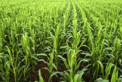 Какой должна быть расстановка семян Какой должна быть расстановка семян