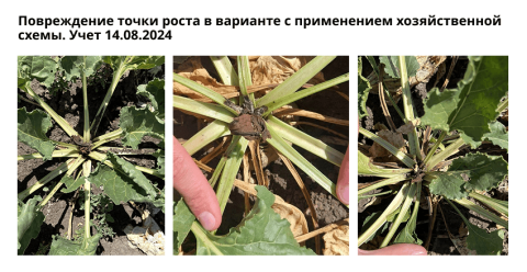 Повреждение точки роста в варианте с применением хозяйственной схемы. Учет 14.08.2024 Повреждение точки роста в варианте с применением хозяйственной схемы. Учет 14.08.2024