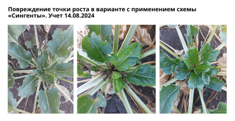 Повреждение точки роста в варианте с применением схемы «Сингенты». Учет 14.08.2024 Повреждение точки роста в варианте с применением схемы «Сингенты». Учет 14.08.2024