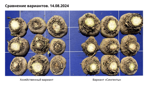 Сравнение вариантов. 14.08.2024 Сравнение вариантов. 14.08.2024
