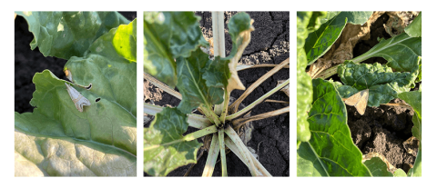 Вредители Вредители