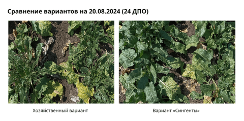 Сравнение вариантов на 20.08.2024 (24 ДПО) Сравнение вариантов на 20.08.2024 (24 ДПО)