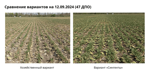 Сравнение вариантов на 12.09.2024 (47 ДПО) Сравнение вариантов на 12.09.2024 (47 ДПО)
