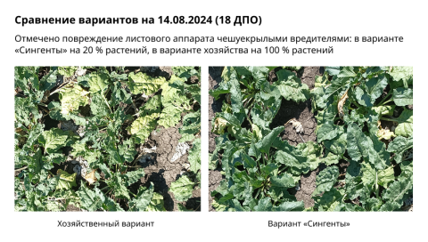 Сравнение вариантов на 14.08.2024 (18 ДПО) Сравнение вариантов на 14.08.2024 (18 ДПО)