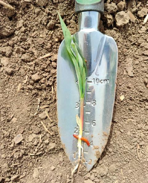 Как контролировать вредителей Как контролировать вредителей