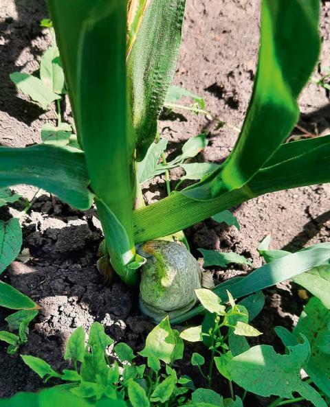 Как контролировать болезни Как контролировать болезни