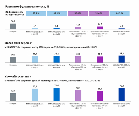 Озимая пшеница, сорт Богемия. Орловская обл., 2024 г. На фоне искусственного заражения возбудителями фузариоза колоса в цветение Озимая пшеница, сорт Богемия. Орловская обл., 2024 г. На фоне искусственного заражения возбудителями фузариоза колоса в цветение
