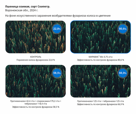 Пшеница озимая, сорт Скипетр. Пшеница озимая, сорт Скипетр.
