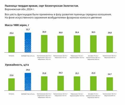 Пшеница твердая яровая, сорт Безенчукская Золотистая. Пшеница твердая яровая, сорт Безенчукская Золотистая.