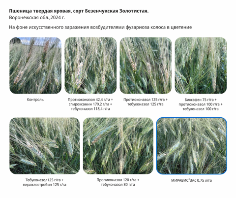 Пшеница твердая яровая, сорт Безенчукская Золотистая Пшеница твердая яровая, сорт Безенчукская Золотистая