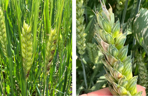 Глазковые симптомы фузариоза колоса на ячмене и пшенице Глазковые симптомы фузариоза колоса на ячмене и пшенице