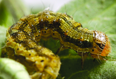 Хлопковая совка выбирает растения строго по фазам Хлопковая совка выбирает растения строго по фазам