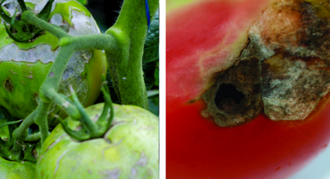 Хлопковая совка выбирает растения строго по фазам Хлопковая совка выбирает растения строго по фазам