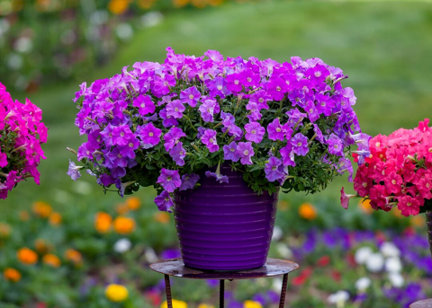 Петунии фото 1 Петунии фото 1