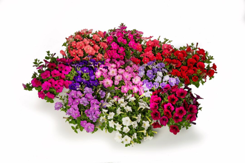 Петунии фото 3 Петунии фото 3