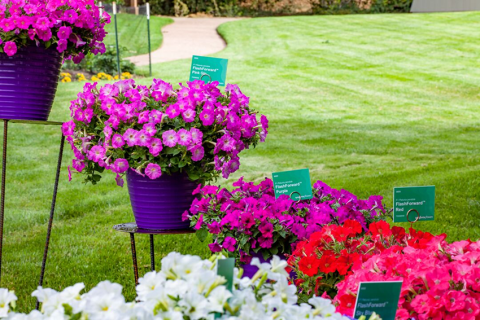 Петунии фото 2 Петунии фото 2